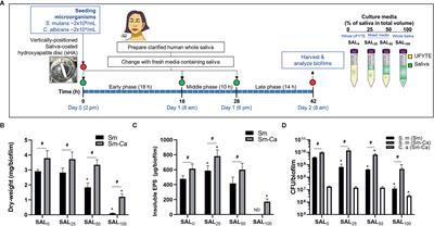 Synergism of Streptococcus mutans and Candida albicans Reinforces Biofilm Maturation and Acidogenicity in Saliva: An In Vitro Study